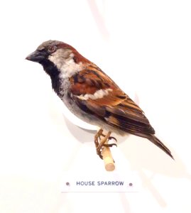 Passer domesticus (House sparrow) - Oakland Museum of California - DSC05317