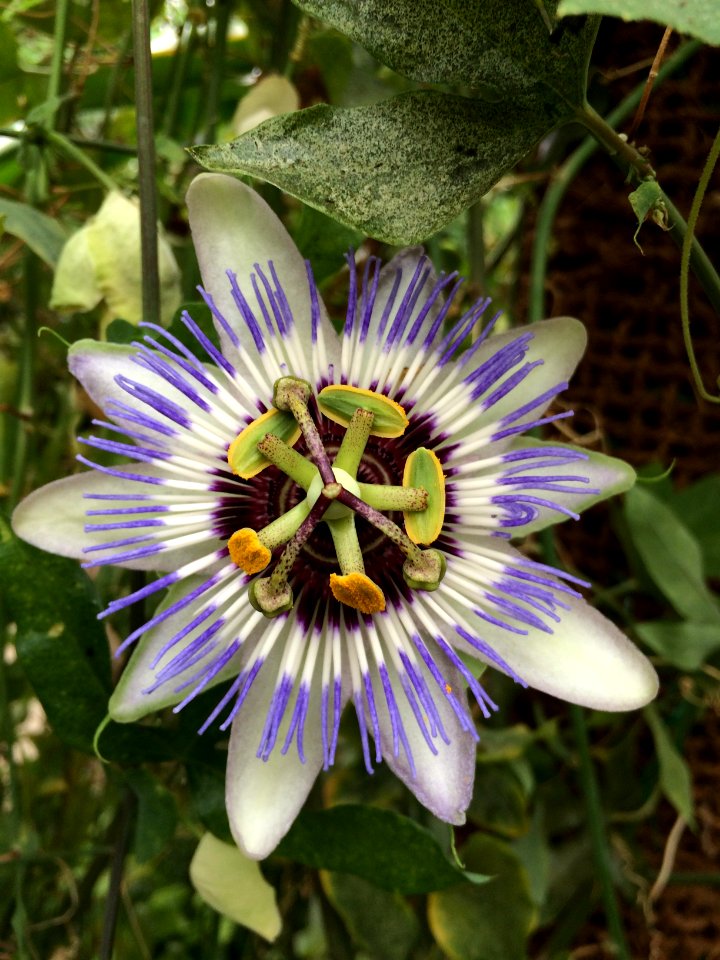 Passiflora