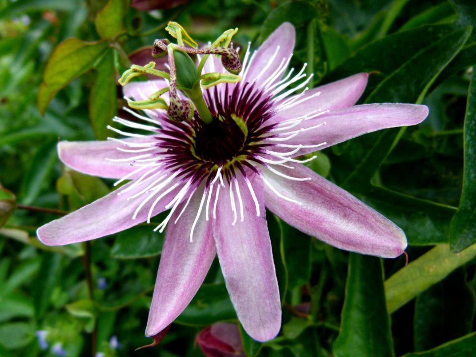 Passiflore épanouie