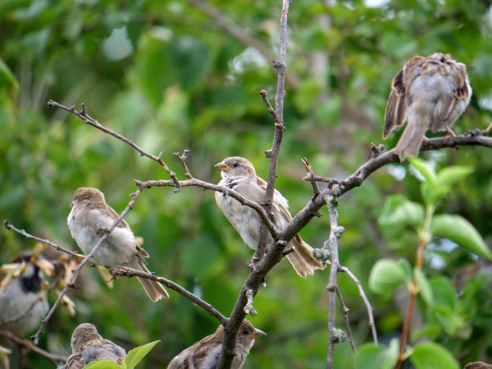 Passer domesticus on a tree in Berlin-Hakenfelde 2019-07-20 06