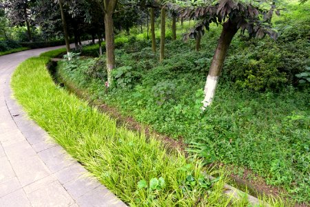 Pathway edging - Chengdu Botanical Garden - Chengdu, China - DSC03719