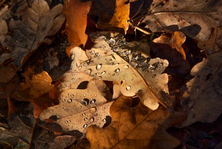 Leaves fall raindrops