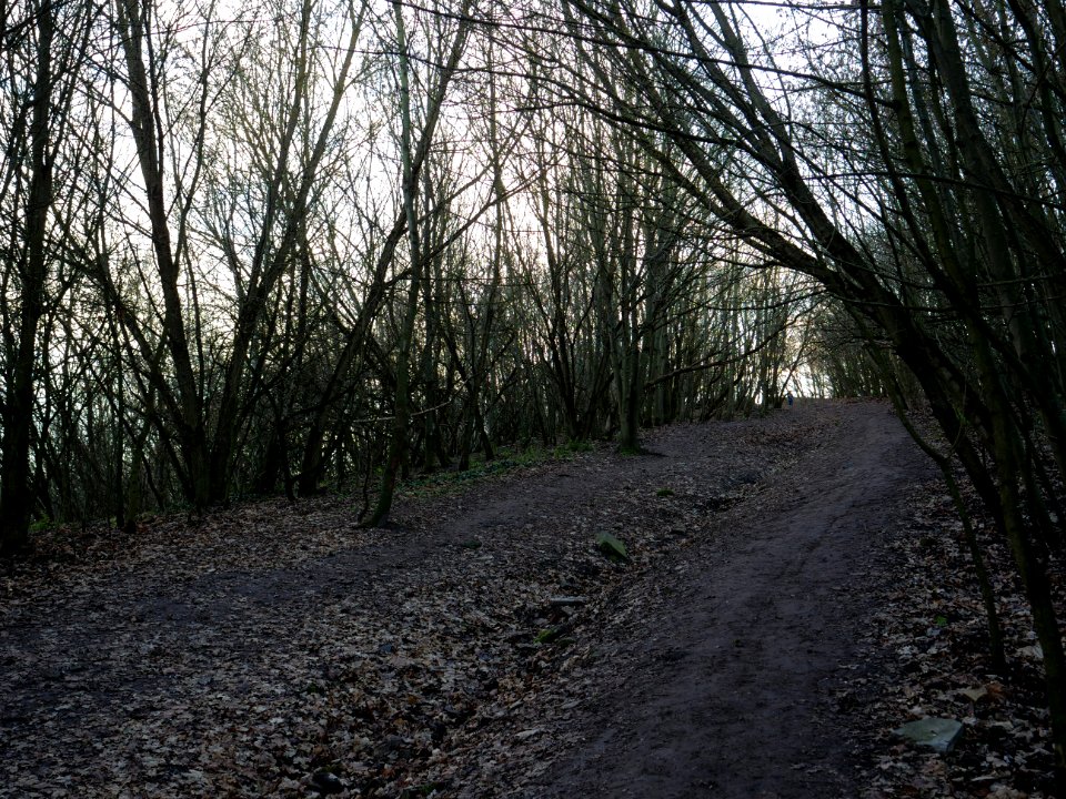 Path at Drachenberg on 2019-12-18 06