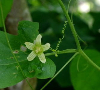 Passiflore - Parc floral photo