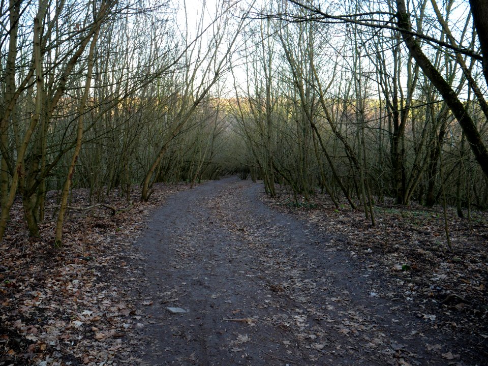 Path at Drachenberg on 2019-12-18 04