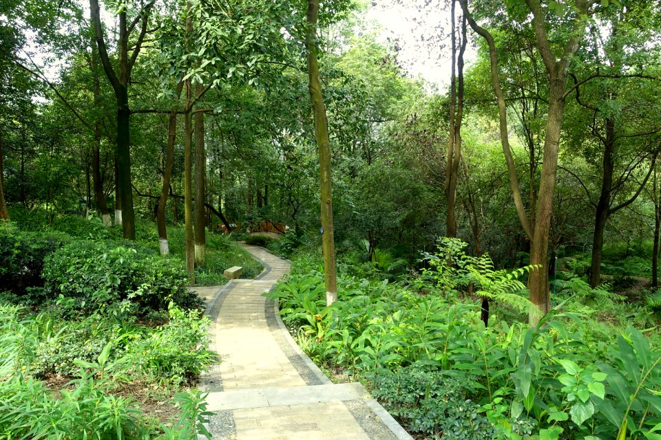 Pathway - Chengdu Botanical Garden - Chengdu, China - DSC03305