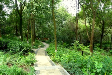 Pathway - Chengdu Botanical Garden - Chengdu, China - DSC03305