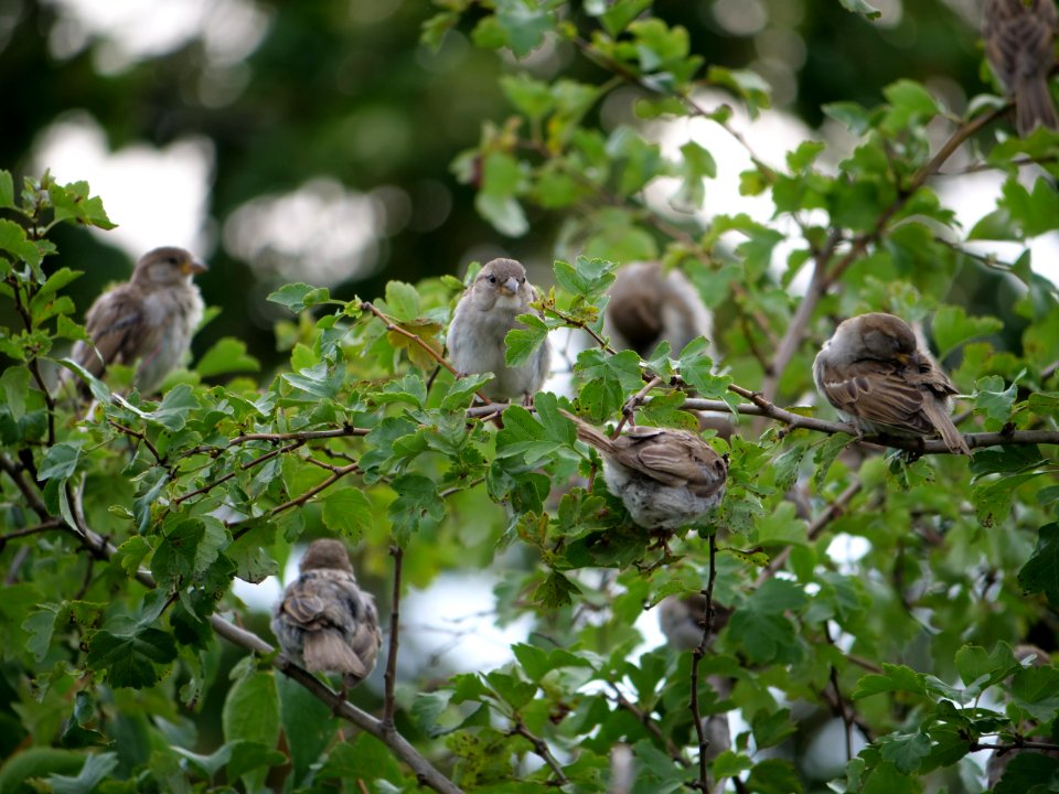 Passer domesticus on a tree in Berlin-Hakenfelde 2019-07-20 10