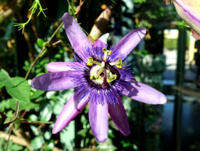 Passiflora - Bergianska trädgården - Stockholm, Sweden - DSC00321