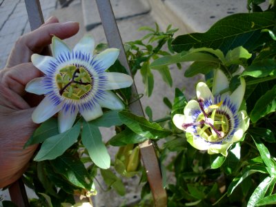 Passiflora caerulea in Tuapse