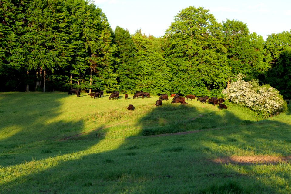 Pasture in Friedrichswalde 2021-05-29 11