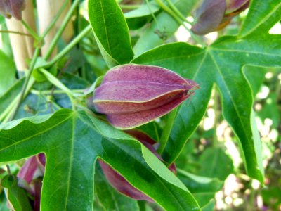 Passiflora caerulea (4)