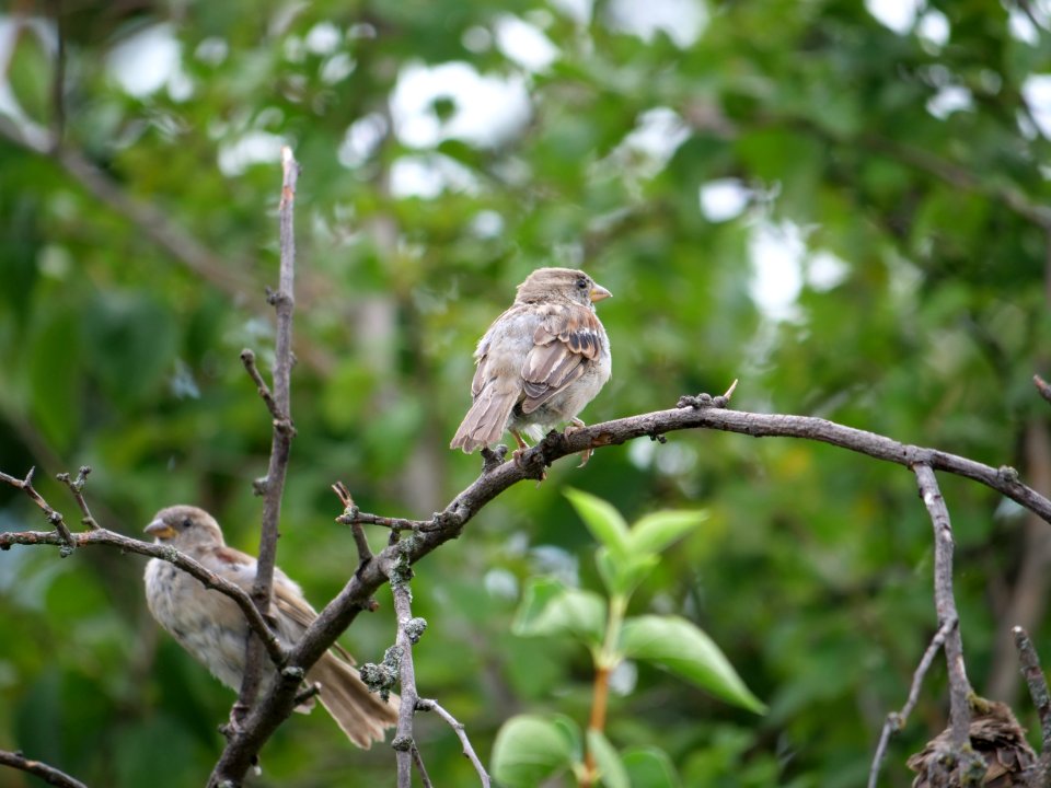 Passer domesticus on a tree in Berlin-Hakenfelde 2019-07-20 13