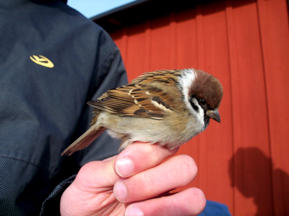 Passer montanus ringed by Landsort Bird Observatory-1