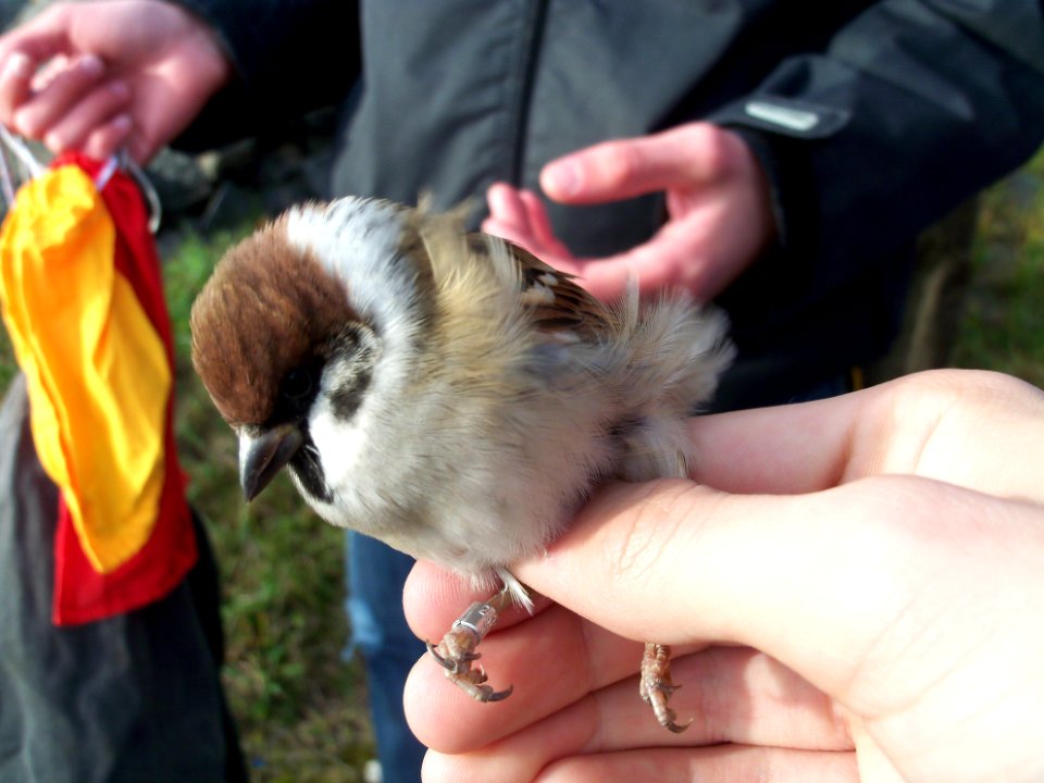 Passer montanus ringed by Landsort Bird Observatory-4