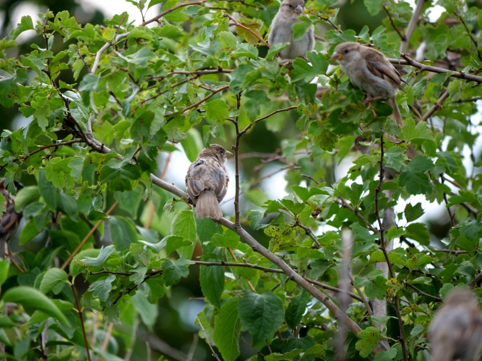 Passer domesticus on a tree in Berlin-Hakenfelde 2019-07-20 11