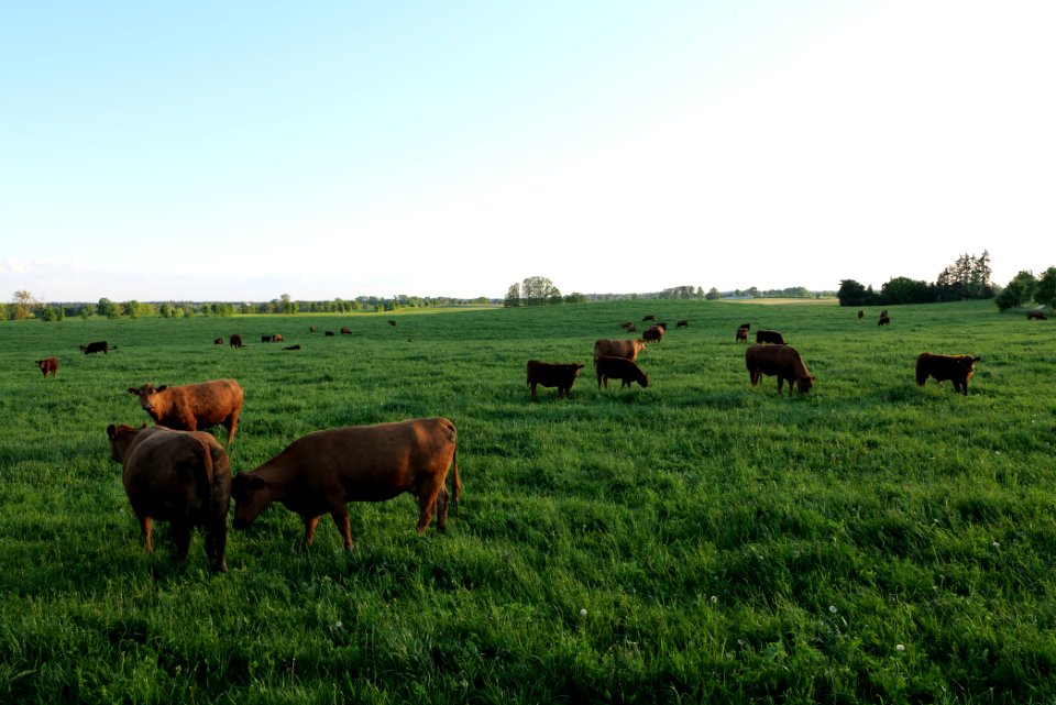 Pasture in Friedrichswalde 2021-05-29 06