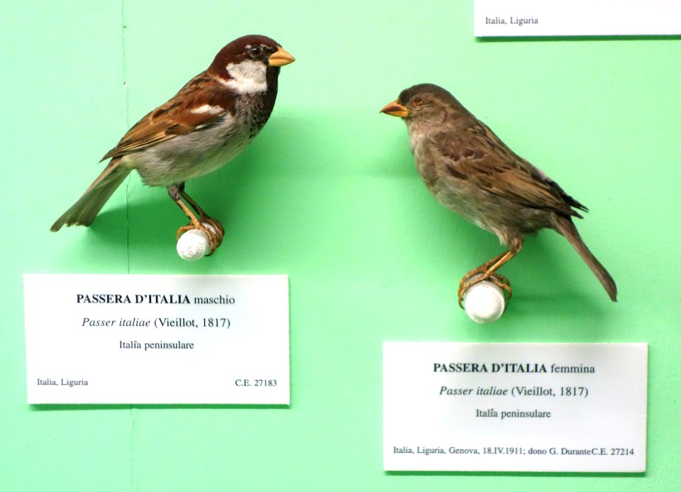Passer italiae (male and female) - Museo Civico di Storia Naturale Giacomo Doria - Genoa, Italy - DSC03077