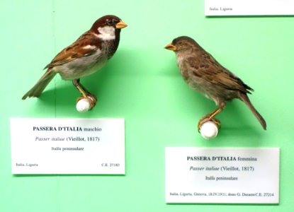 Passer italiae (male and female) - Museo Civico di Storia Naturale Giacomo Doria - Genoa, Italy - DSC03077