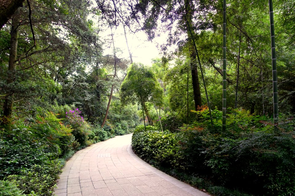 Pathway - Chengdu Botanical Garden - Chengdu, China - DSC03452