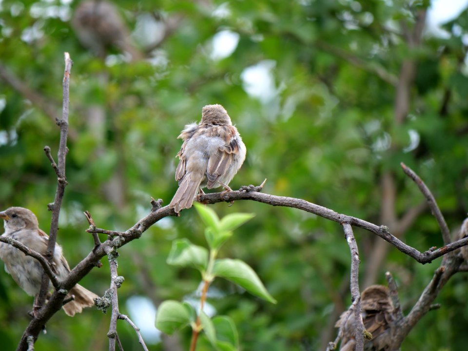 Passer domesticus on a tree in Berlin-Hakenfelde 2019-07-20 03