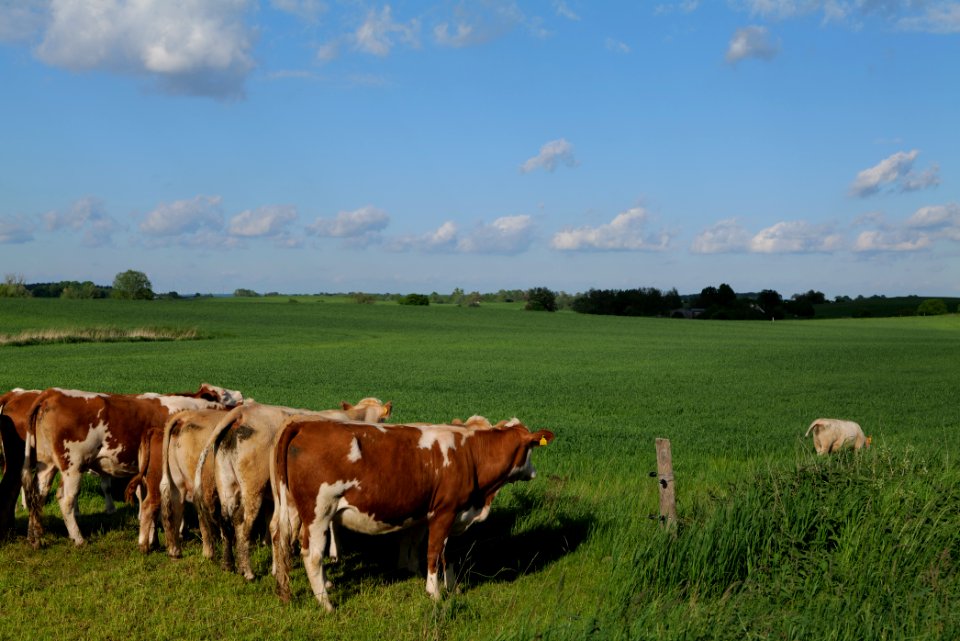 Pasture in SAC Kronhorst-Groß Fredenwalde 2021-05-29 06