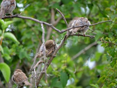 Passer domesticus on a tree in Berlin-Hakenfelde 2019-07-20 05