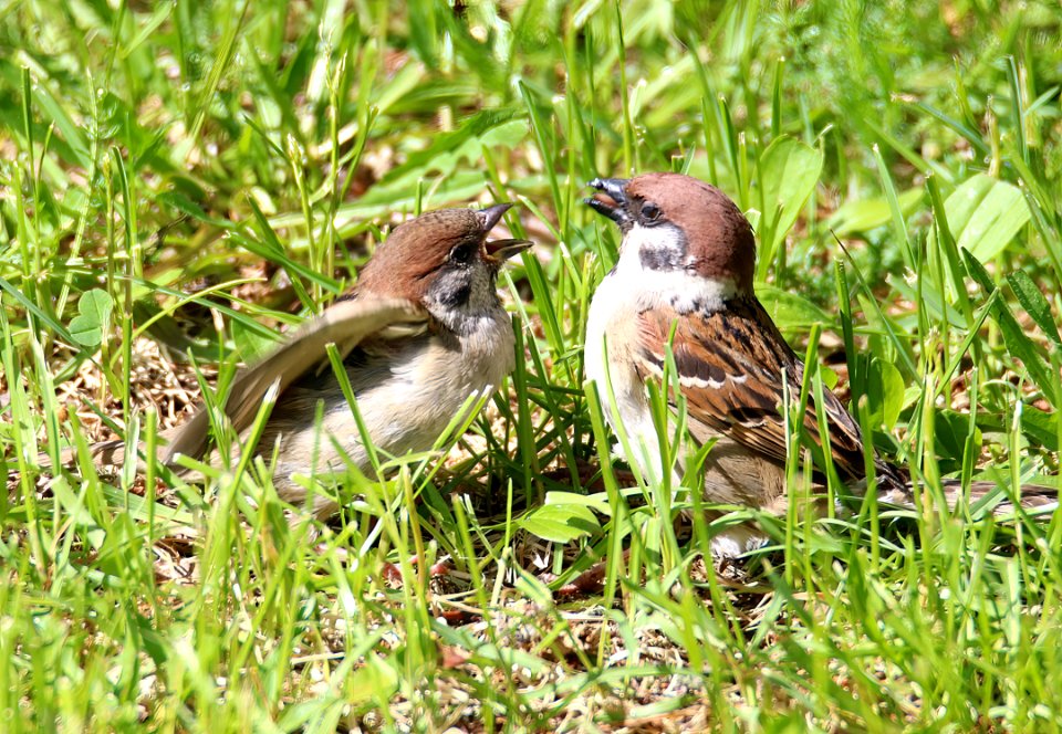 Passer montanus Oulu Finland 2016-06-12