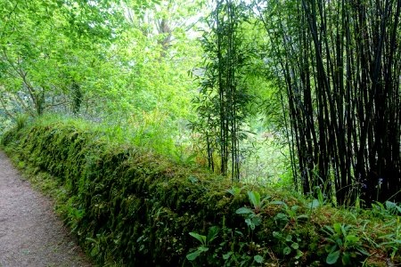 Pathway - Glendurgan Garden - Cornwall, England - DSC01881