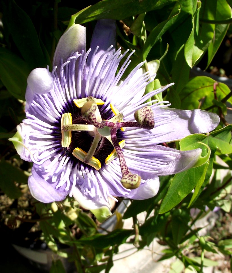 Passiflora 'Blue Bouquet'