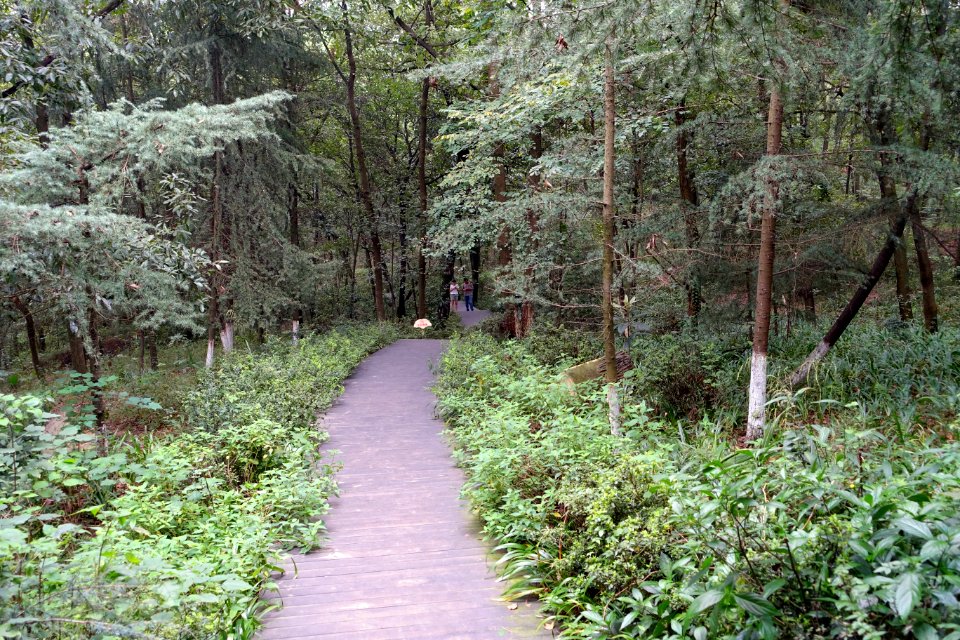 Pathway - Chengdu Botanical Garden - Chengdu, China - DSC03588