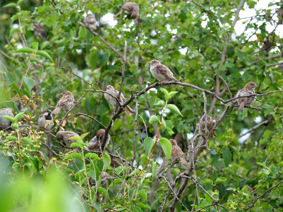 Passer domesticus on a tree in Berlin-Hakenfelde 2019-07-20 08