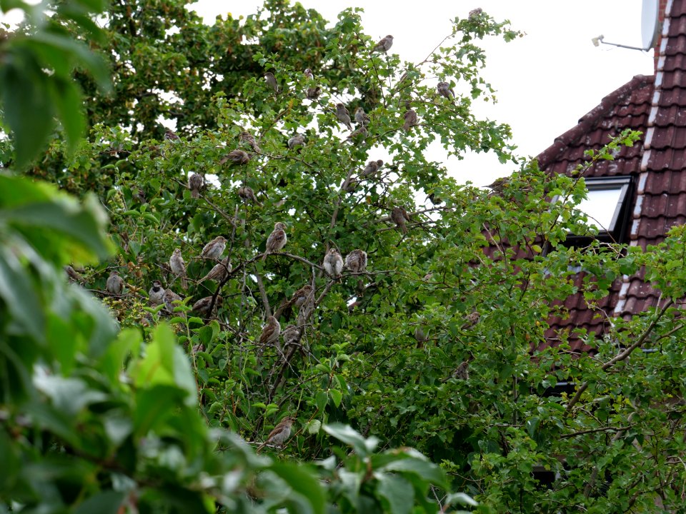 Passer domesticus on a tree in Berlin-Hakenfelde 2019-07-20 02