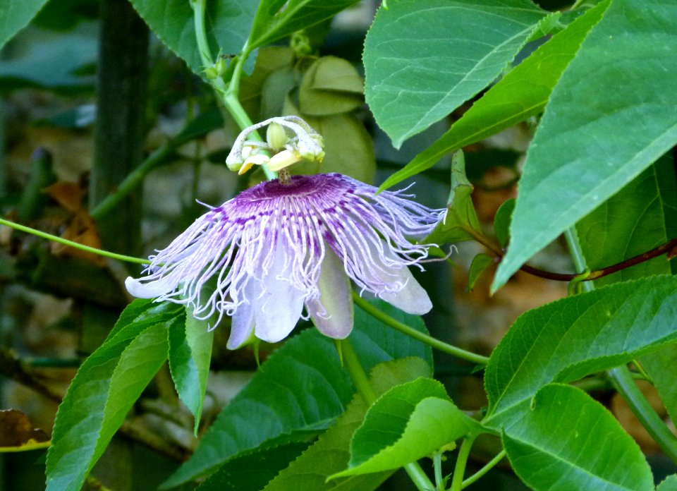 Passiflore aux Jardins de Bagatelle