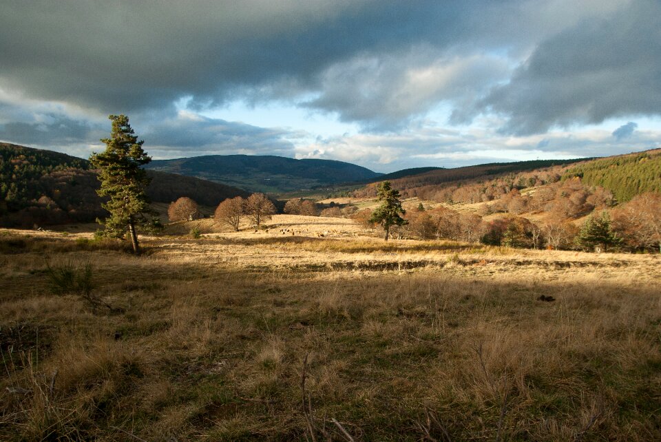 Lozère pastures herd