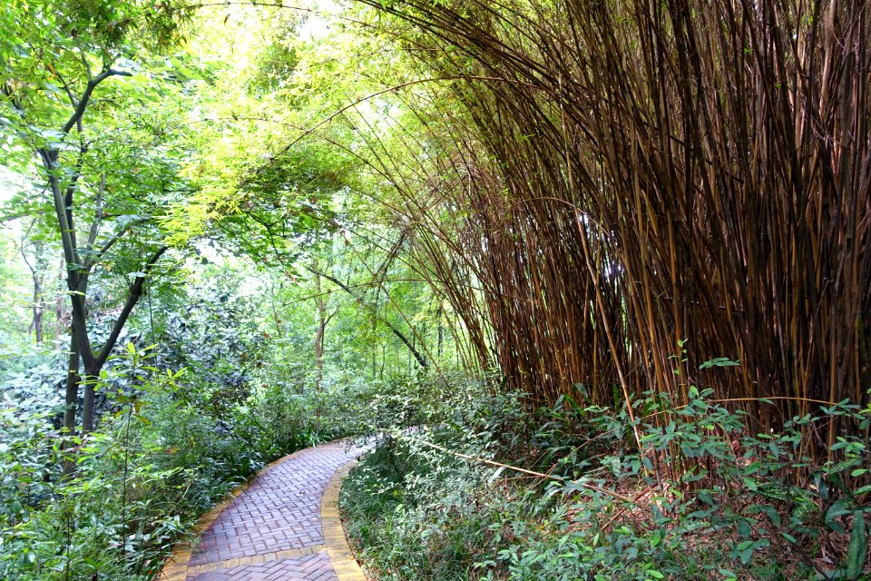 Pathway - Chengdu Botanical Garden - Chengdu, China - DSC03394