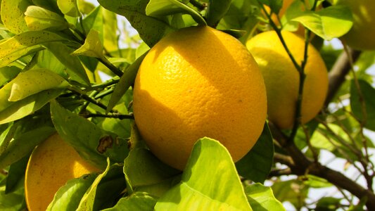 Fruit food agriculture