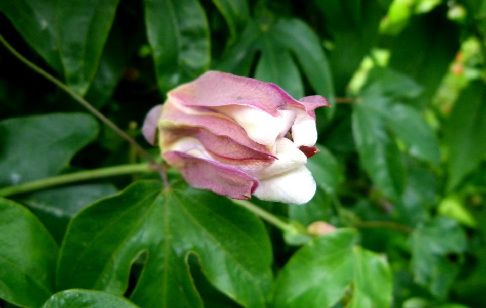 Passiflore en bouton