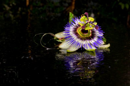 Passiflora (183114797)