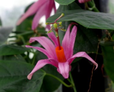 Passiflora tulae - Kew Gardens