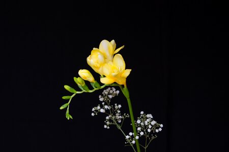 Yellow freesia tiresome schnittblume