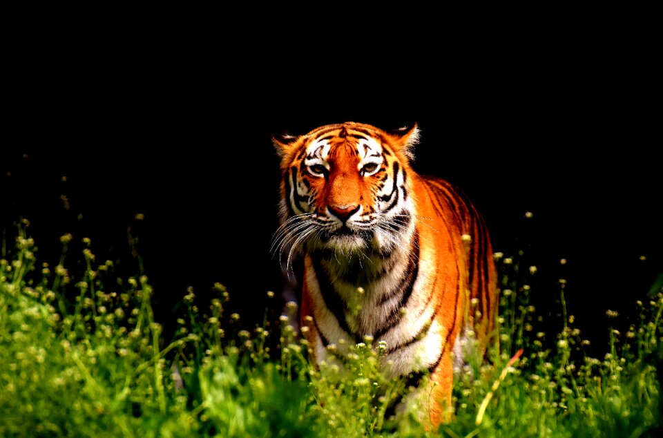 Beautiful dangerous big cat