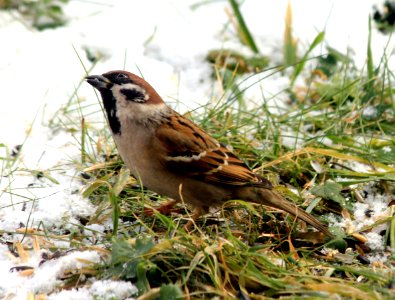 Passer montanus Jaroměř 2013 2 photo