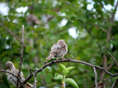 Passer domesticus on a tree in Berlin-Hakenfelde 2019-07-20 04