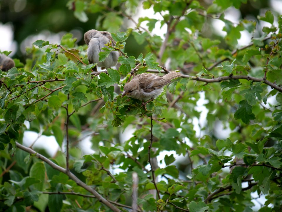 Passer domesticus on a tree in Berlin-Hakenfelde 2019-07-20 15