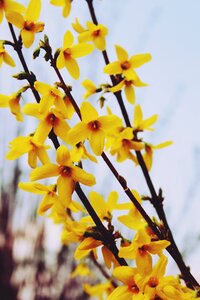 Stangeblueter forsythia hedge forsythia