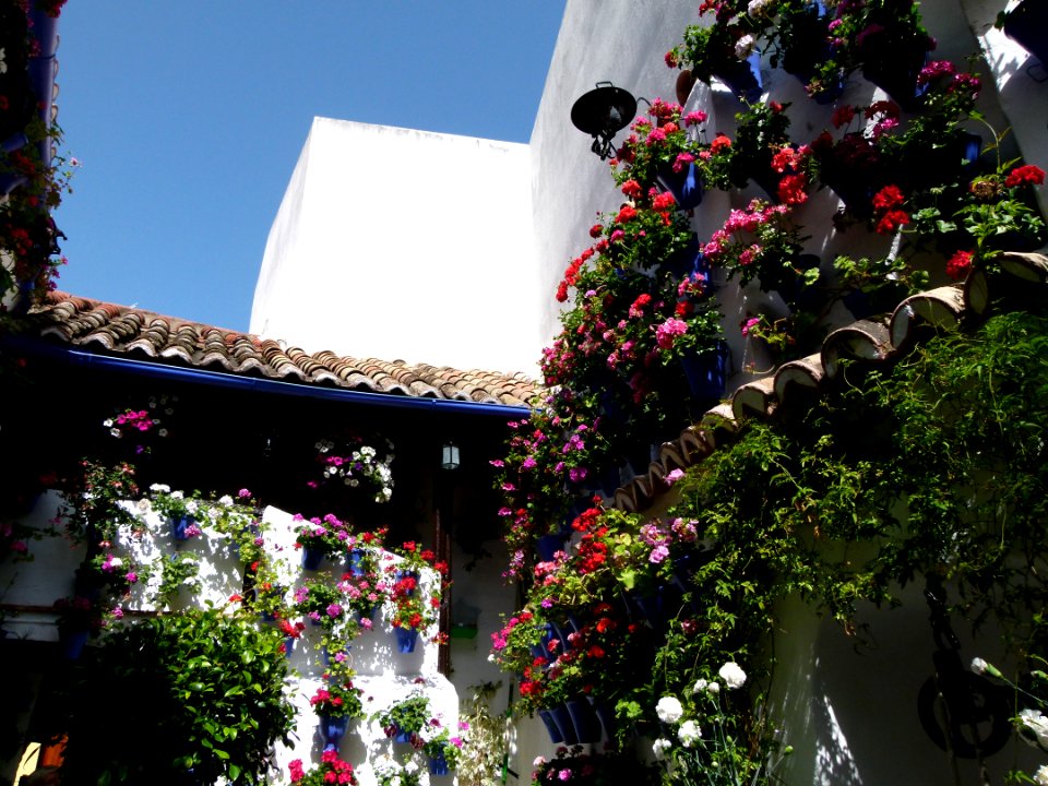 Patios of Cordoba - flowers 5