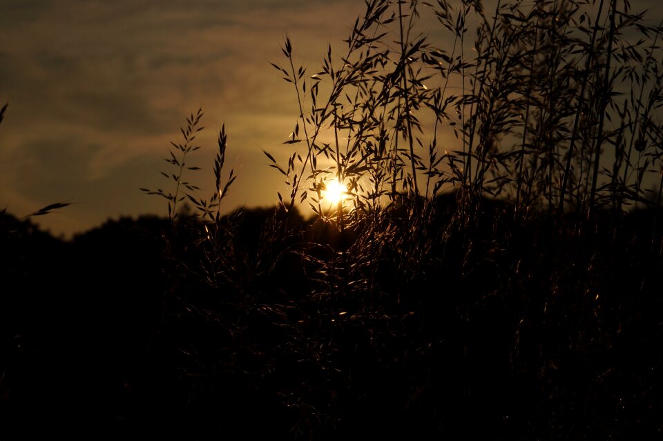 Silhouette sunset nature