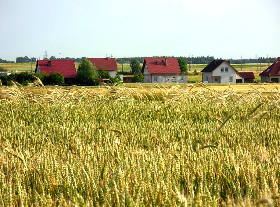 Pałuki okolice Kołodziejewa 2