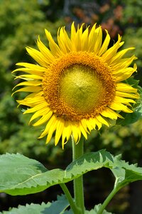 Garden grow green sunflower